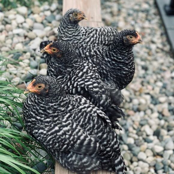 🐤Welcome to Simply Chick! 🐤 - Picture 7 of 9